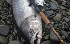 A fresh sea-run salmon taken in the Rakaia River gut on a Colorado blade spinner. A fresh sea-run salmon taken in the Rakaia River gut on a Colorado blade spinner. Photograph courtesy of Charles Smith.